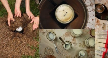 Rescatan receta tradicional para hacer yogur con hormigas vivas