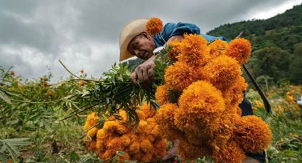 El éxito comercial de la flor de cempasúchil podría estarla condenando ante el cambio climático