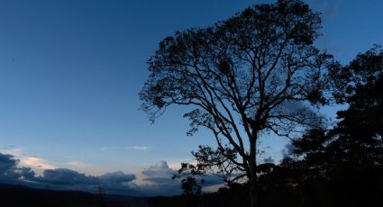 Los bosques de la Amazonia ecuatoriana están renaciendo en dos mil 300 hectáreas