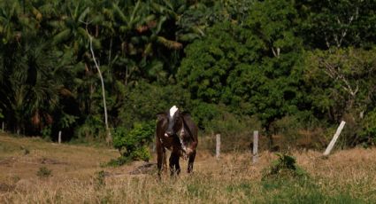 Ganado también enferma en España: reportan primer brote de dermatosis nodular y 123 novillas lecheras serán sacrificadas