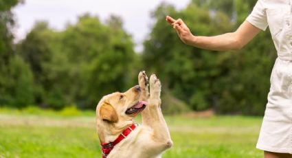 Aprender a entrenar perros disminuye el envejecimiento biológico y el estrés