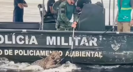 Rescatan en Brasil a jaguar que nadaba en el Río Negro tras ser herido con arma de fuego