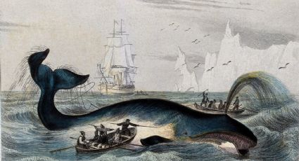 Buscan a un valiente cocinero para recrear travesía de un barco ballenero del siglo XVI