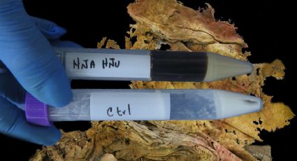 Vegetales e insectos: la posible dieta prehispánica hallada tras un análisis al microbioma de hombre de Zimapán