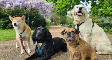 Las razas de perros empezaron a diversificarse hace al menos 11 mil años: estudio genético