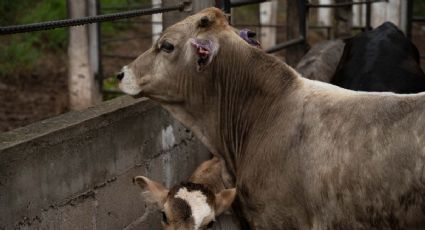 Senasica rechaza en nueve meses más de mil 65 embarques agropecuarios para evitar plagas