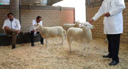 México presenta su primer borrego clonado: el inicio de la zoogenética del futuro