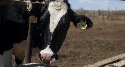 Operativo contra el gusano barrenador no evita que EU cierre su frontera al ganado mexicano por tercera vez