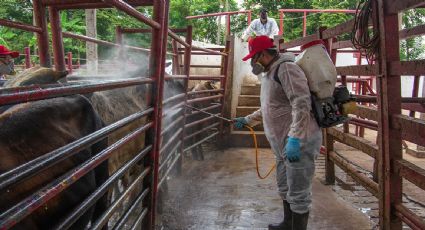 Un año después del primer caso de gusano barrenador, México sigue sin fecha para reabrir la frontera ganadera con EU