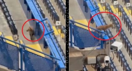 Un intruso en Stamford Bridge: Captan a un zorro en las gradas del estadio previo al Chelsea-Barcelona en la Champions League