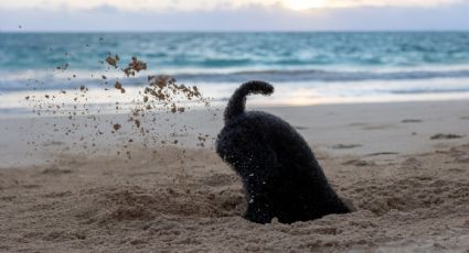 Si tu perro entierra cosas no está siendo previsor; puede ser un síntoma de aburrimiento o ansiedad