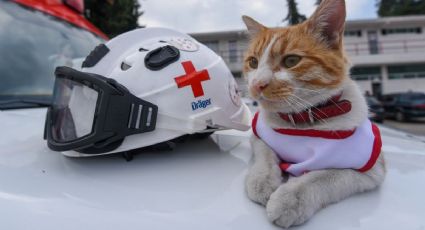 La diáspora de los gatos domésticos utilizó las rutas del Imperio Romano, sugiere estudio de ADN