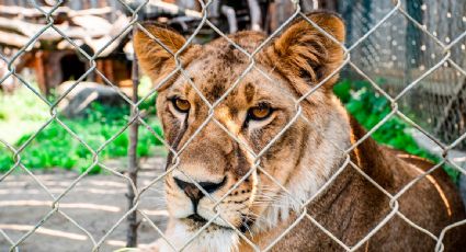 Muere hombre tras ataque de una leona; irrumpió en su hábitat en zoológico de Brasil