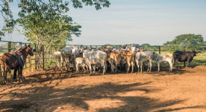 Ganaderos advierten que la sobrerregulación ante la plaga de gusano barrenador paraliza el traslado y afecta al bienestar animal