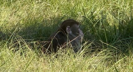 El extravío de monos de laboratorio permite un vistazo a los secretos de la investigación con animales