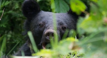 Mandan tropas al norte de Japón para atrapar osos tras oleada récord de ataques y muertes
