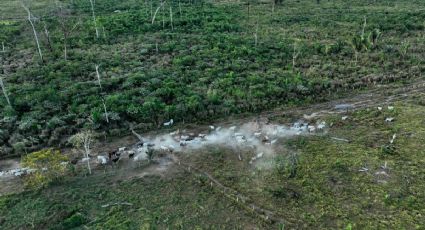 Anuncia Interpol reforzamiento de la lucha global contra bandas criminales que impulsan la deforestación