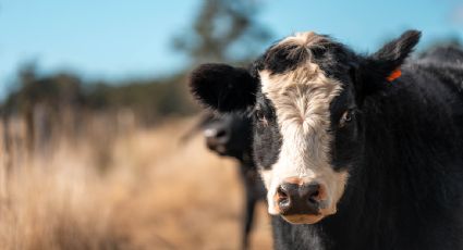 Senasica amplía en todo el país las medidas de emergencia contra el gusano barrenador