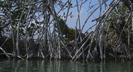 Clausuran 31 desarrollos inmobiliarios en 14 estados por daños al medio ambiente