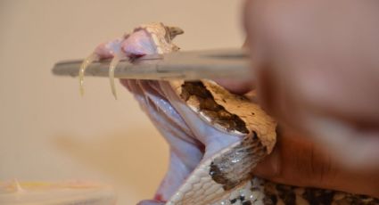 Mexicanos ayudan a crear el primer antídoto contra los venenos de 17 de las serpientes más peligrosas de África