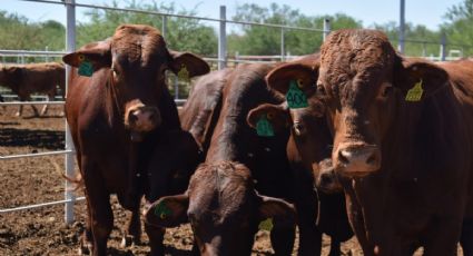 Autoridades de Centroamérica, México y EU refuerzan acciones para contener la plaga del gusano barrenador