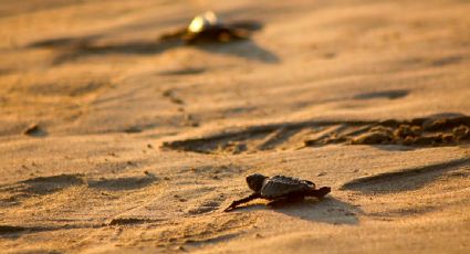 Más de 20 millones de tortugas marinas han nacido en el corredor turístico más visitado de México