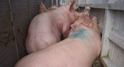 México abre investigación antidumping a importaciones de carne de cerdo desde EU