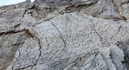 "Esta vez, la realidad supera a la fantasía", arqueólogo sobre el hallazgo de unas 20 mil huellas de dinosaurios
