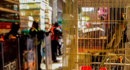 Venta de animales en el Mercado de Sonora llegará a su fin por orden judicial en 2026