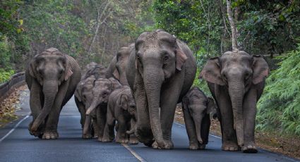 Mueren siete elefantes tras chocar con un tren en la India; hay otro herido