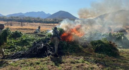 Ejército destruye plantío de marihuana en Huetamo durante Navidad