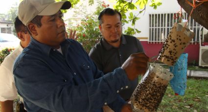 Productores en Chiapas crean una trampa artesanal para erradicar el avance del gusano barrenador