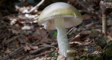 Alertan por intoxicaciones con hongos silvestres en California; reportan una muerte