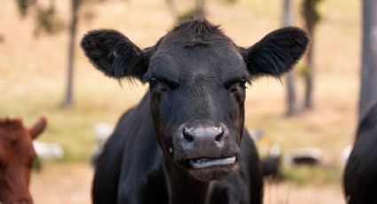 Campesino ruso encuentra cartera con 80 mil rublos en el estómago de una vaca