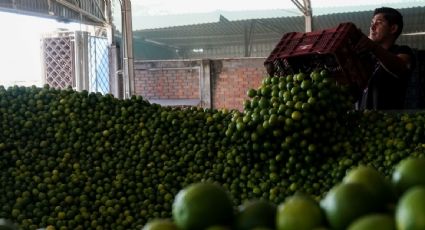 Productores de limón en Apatzingán cierran oficinas ante amenazas de grupos criminales