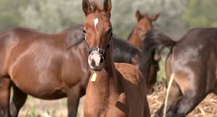 Nacen los primeros caballos genéticamente "editados" del mundo, anuncian científicos argentinos