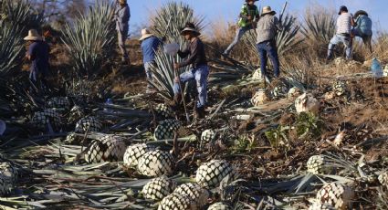 Industria tequilera de México define estrategias para afrontar aranceles de 25% de Trump