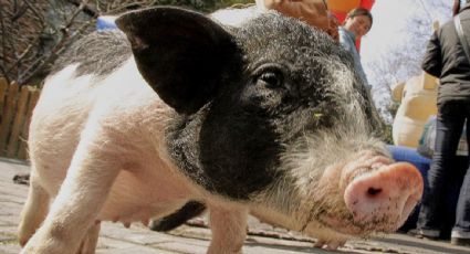 Reino Unido levanta prohibición de importación de carne de cerdo de España tras casos de peste porcina africana