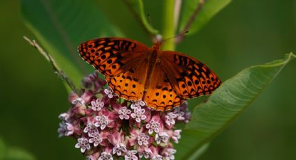 Las mariposas en EU desaparecen a un ritmo alarmante, advierten científicos
