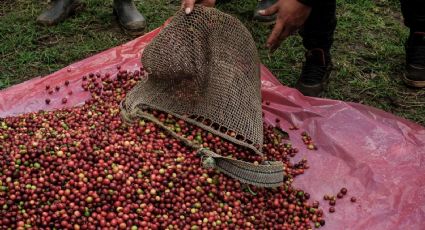 "Los aranceles siguen presentes, aunque no se están cobrando": Chiapas reanuda las exportaciones de café a Estados Unidos