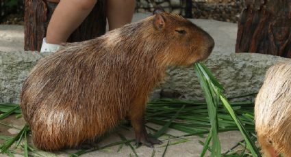 Capibaras se multiplican en Argentina: piden zona de conservación frente a riesgos de los ejemplares y residentes