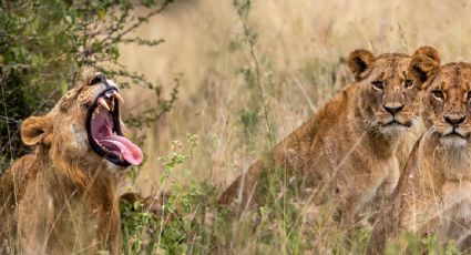 Mueren un adolescente y un adulto en inmediaciones de un parque de Kenia por ataque de un león y un elefante