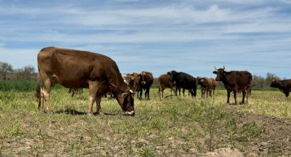 "Abordamos satisfactoriamente las medidas", afirma Sader tras reunión con EU por el gusano barrenador