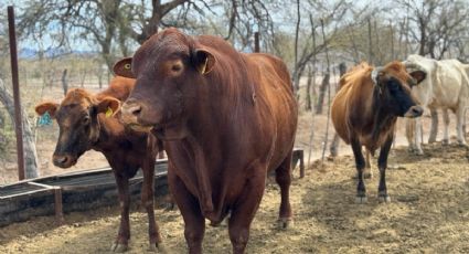 Presupuesto público a la baja animó la expansión de gusano barrenador
