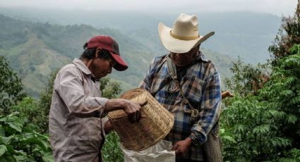 Exportaciones agrícolas de Latinoamérica, en amenaza por los aranceles de Trump
