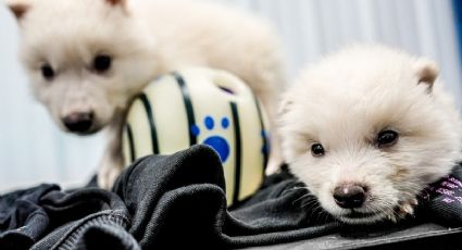 Reviven al lobo huargo, conocido por "Game of Thrones" y extinto hace 13 mil años