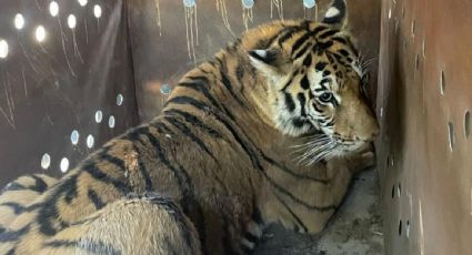 Rescatan a dos tigres de Bengala tras operativo en Culiacán; aseguran explosivos y vehículos