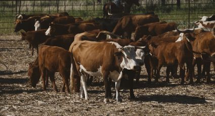“No estamos de acuerdo": México critica decisión de EU que frena las exportaciones de ganado por gusano barrenador
