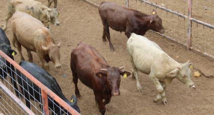 PAN propone el cierre de la frontera sur para controlar la plaga del gusano barrenador
