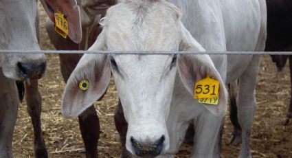 Veto de EU a ganado por gusano barrenador podría provocar pérdidas diarias a México de 11.4 millones de dólares, advierten productores